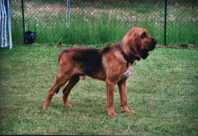 cane di sant'Uberto - razza di cane presente nel film la carica dei 101