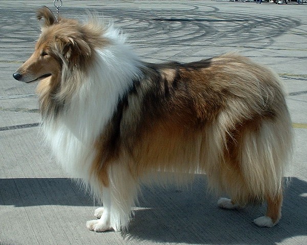 collie - razza di cane presente nel film la carica dei 101