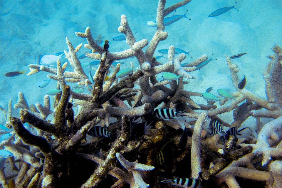 grande barriera corallina nemo