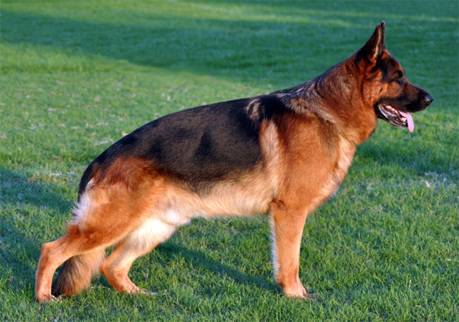 pastore tedesco - razza di cane nel film la carica dei 101