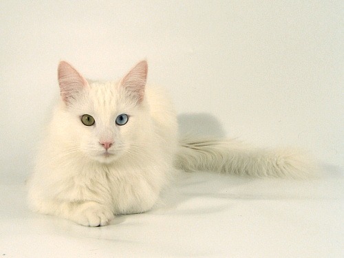 Disney cat breeds - turkish angora cat