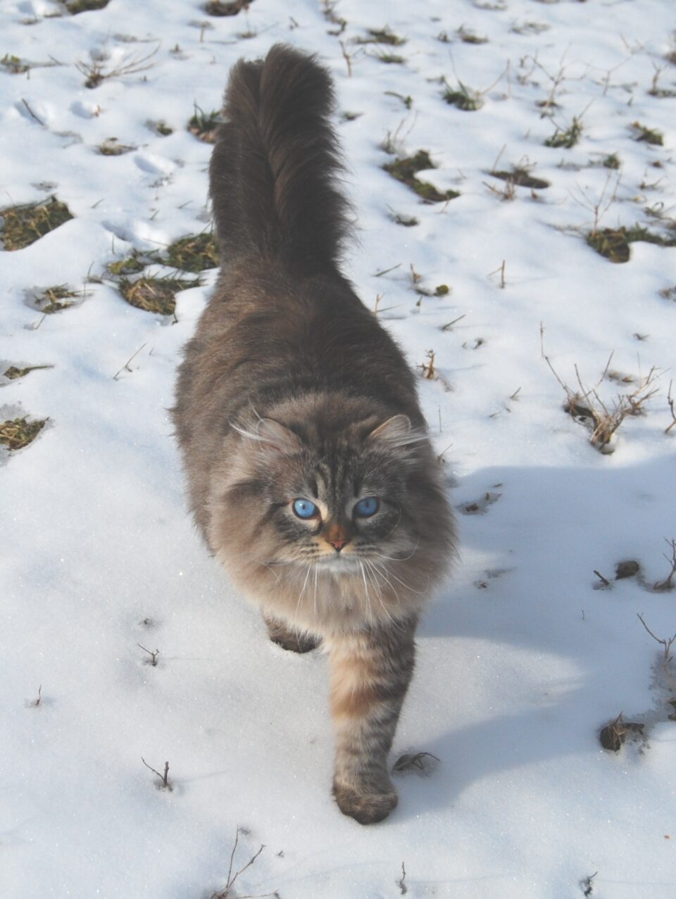 Disney cat breeds - Siberian cat