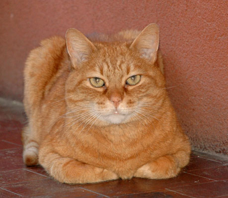 gatto soriano rosso - razze di gatti disney