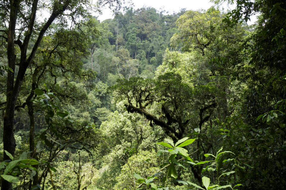 Africa giungla Tarzan - Foresta di Bwindi