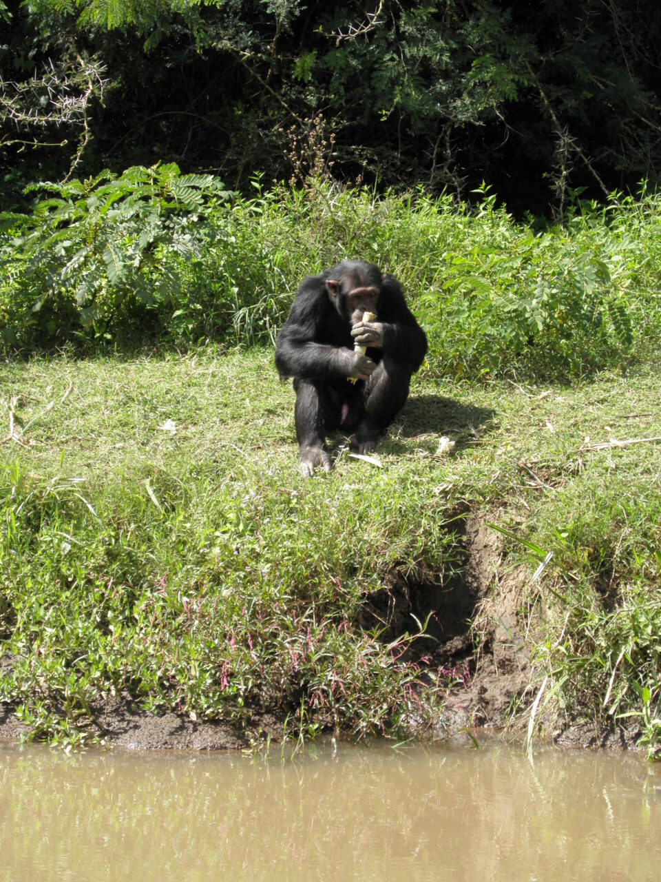giungla africa tarzan - Uno scimpanzé nello Sweetwater Chimp Sanctuary