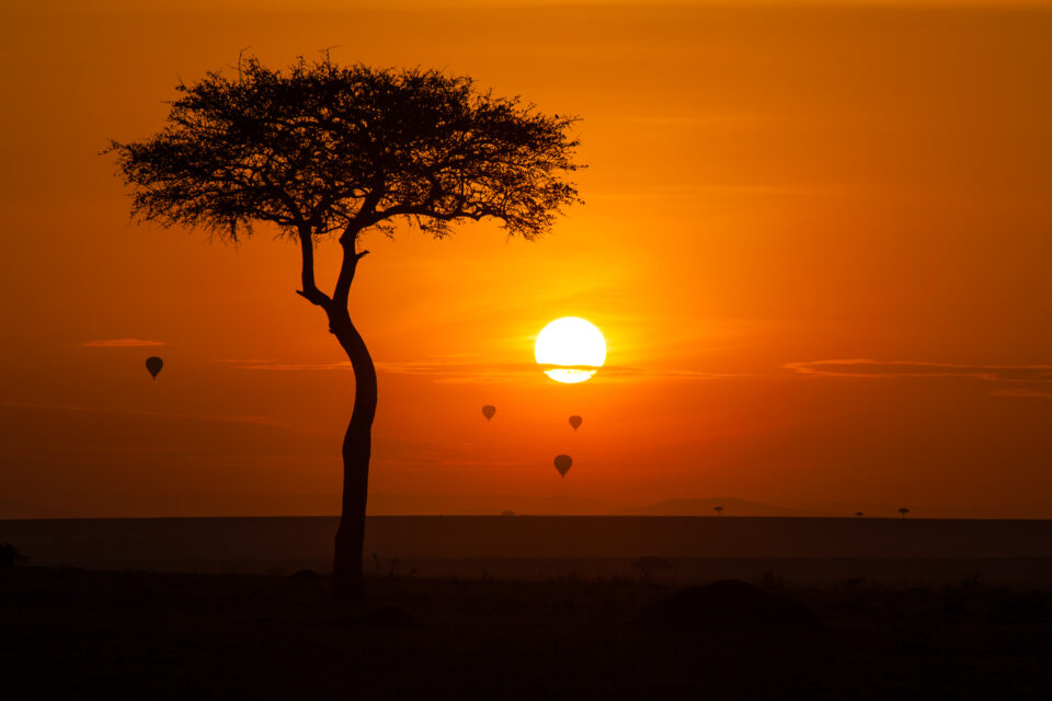 giungla africa tarzan - Masai Mara