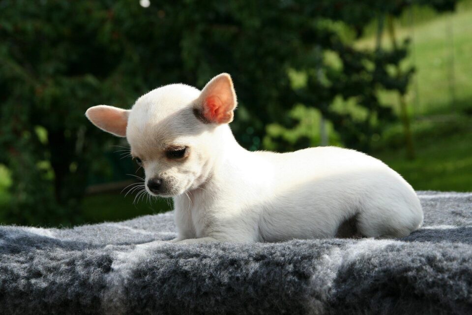 Chihuahua - razza di cane nel film Lilli e il Vagabondo