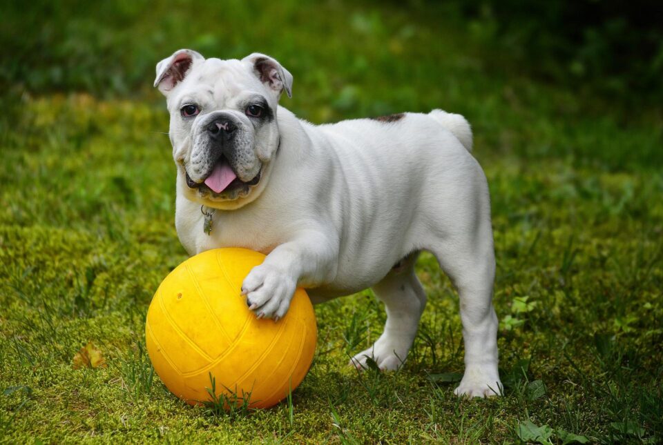 bulldog inglese - razza di cane presente nel film lilli e il vagabondo