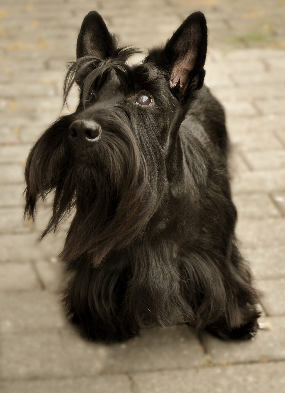 scottish terrier - razza di cane presente nel film lilli e il vagabondo