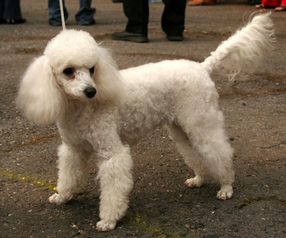 101 Dalmatians breed dogs - poodle