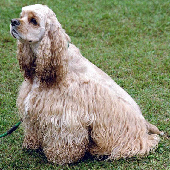 dog breeds Lady and the Tramp - cocker spaniel
