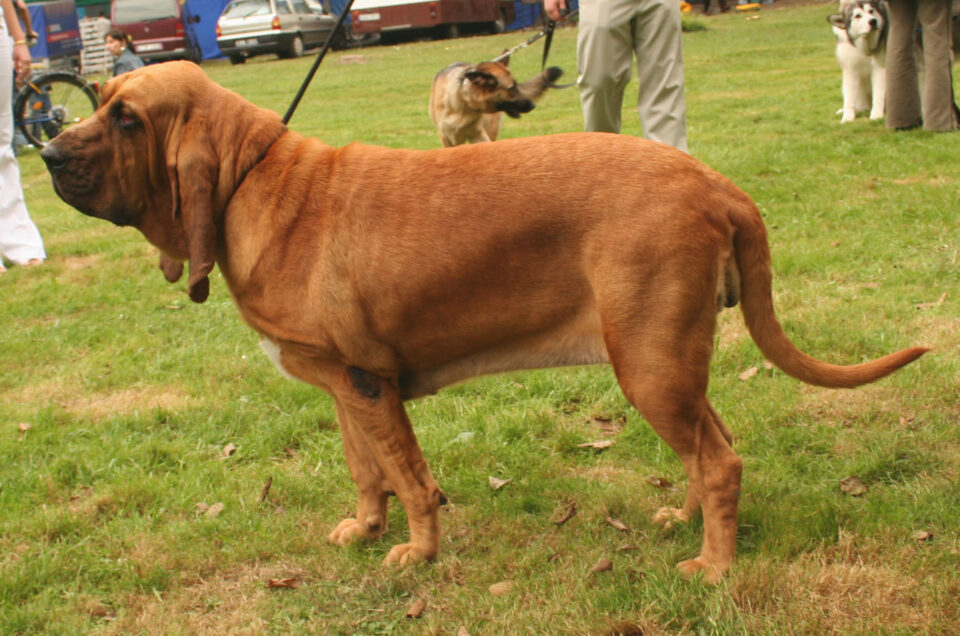 bloodhound -dog breeds Lady and the Tramp