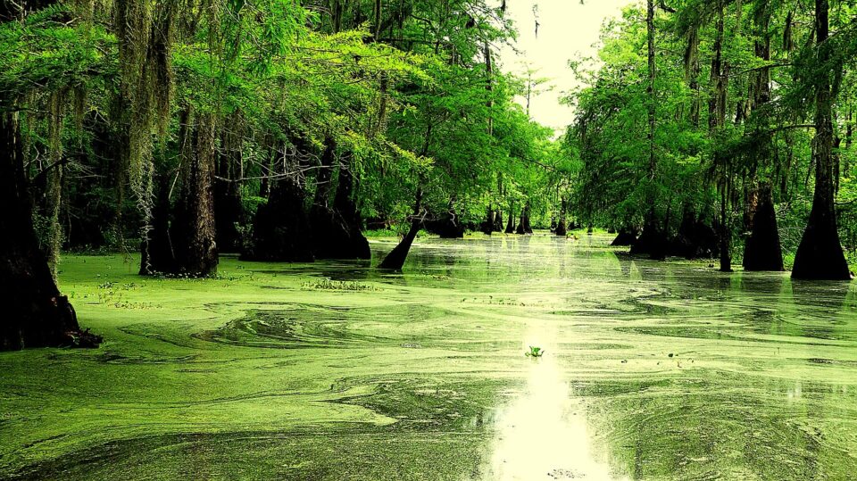 disney bayou Louisiana